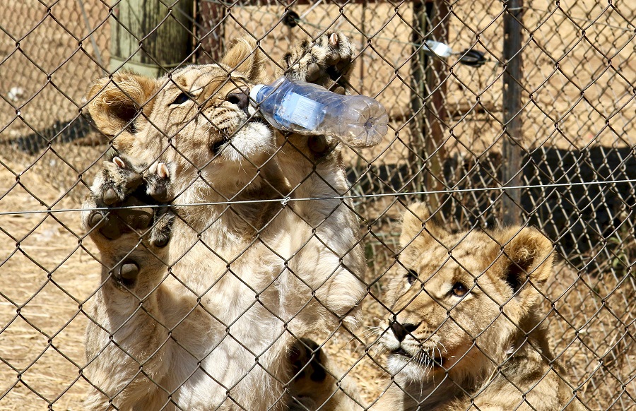 Lion cubs