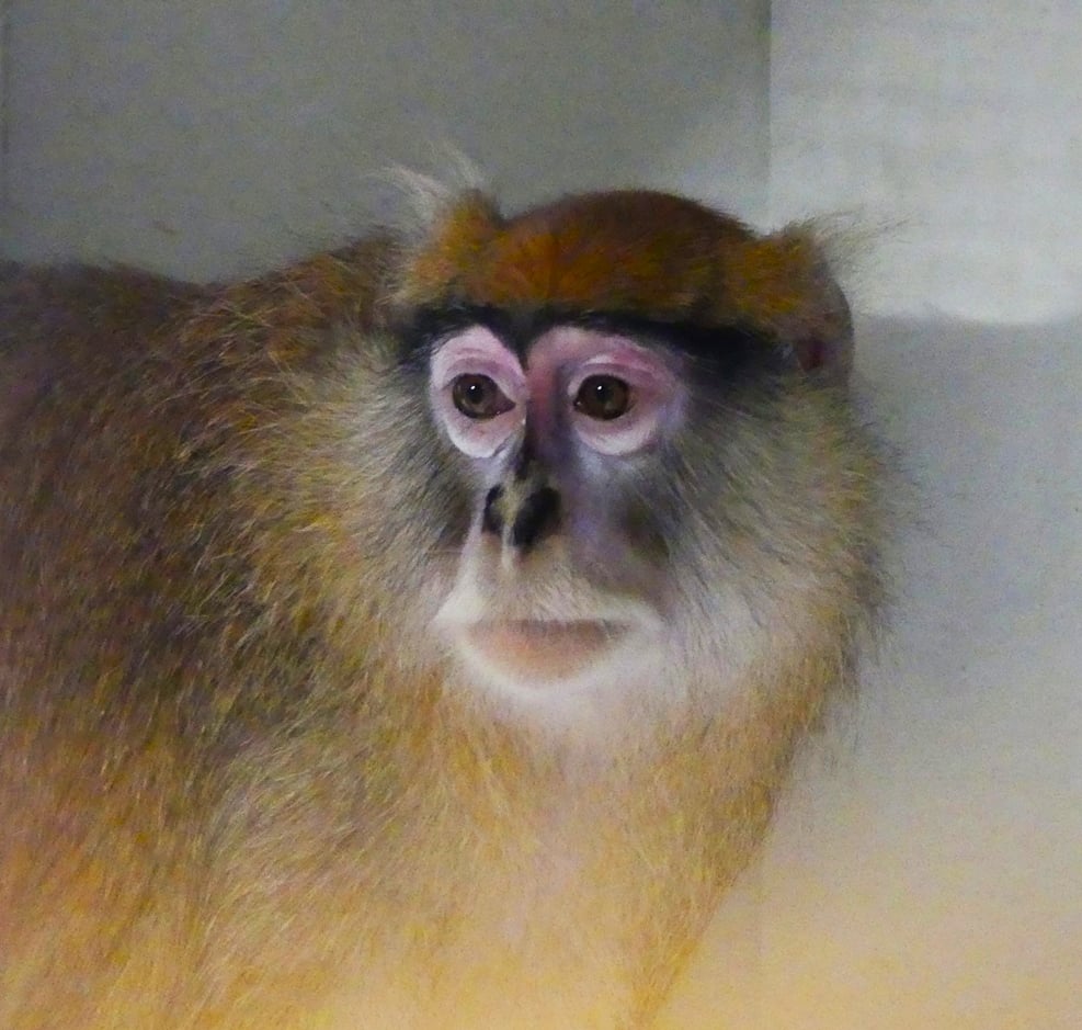 Njeri rescued patas monkey