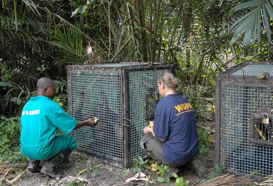  Lola ya Bonobo sanctuary