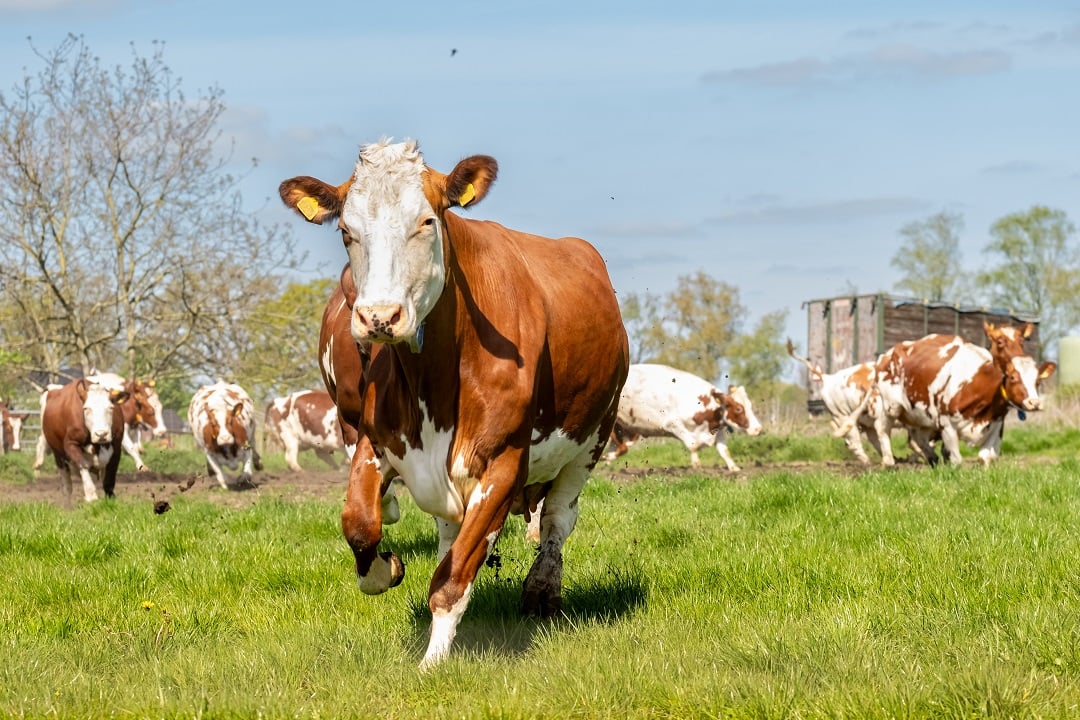 A cow playing in a field