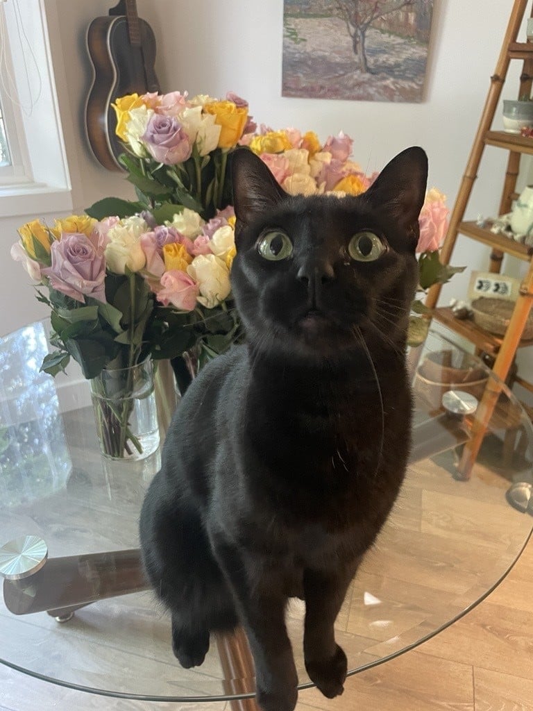 Wesley the black house cat