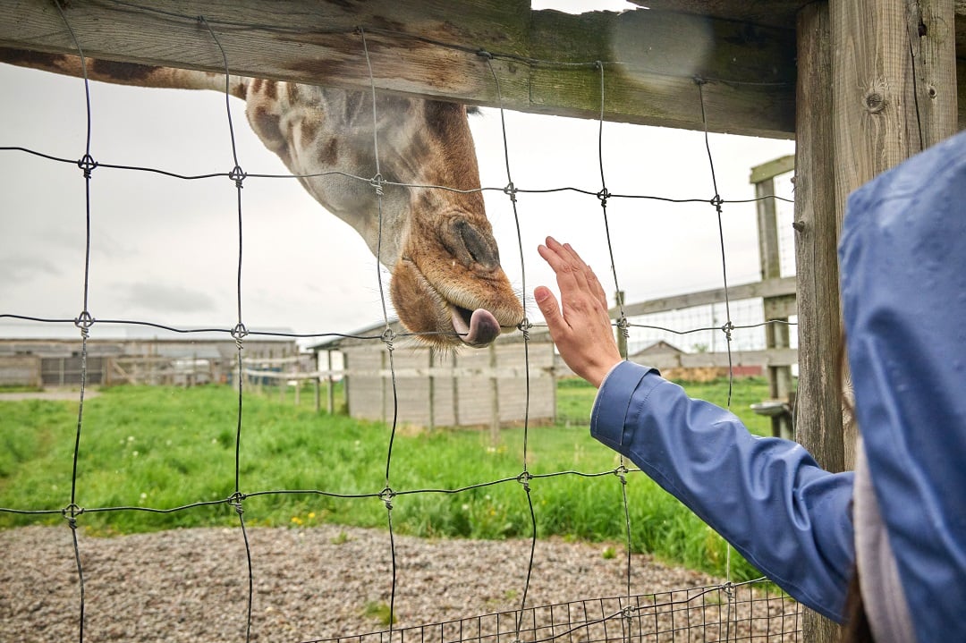 A giraffe at a roadside zoo
