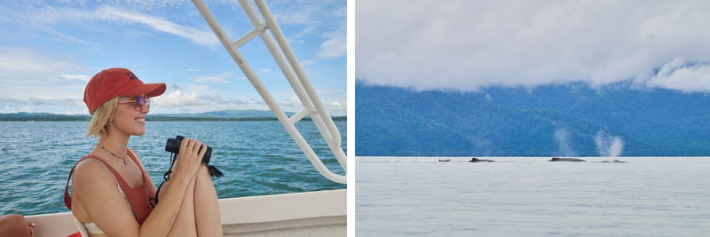 Whale watching in Golfo Dulce Whale Heritage Area