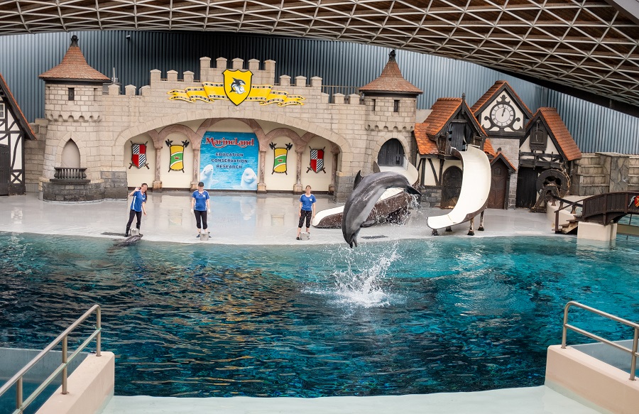 Dolphins at Marineland
