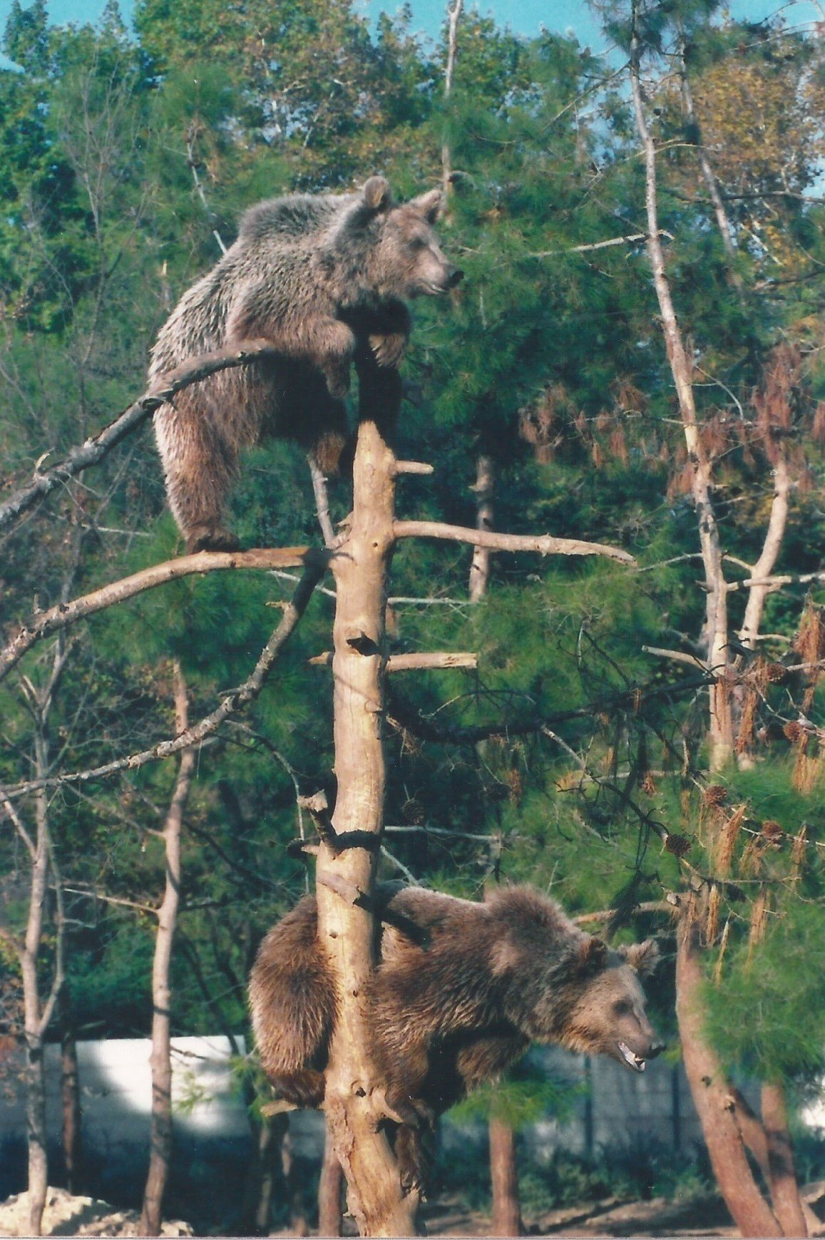 A bear in a sanctuary