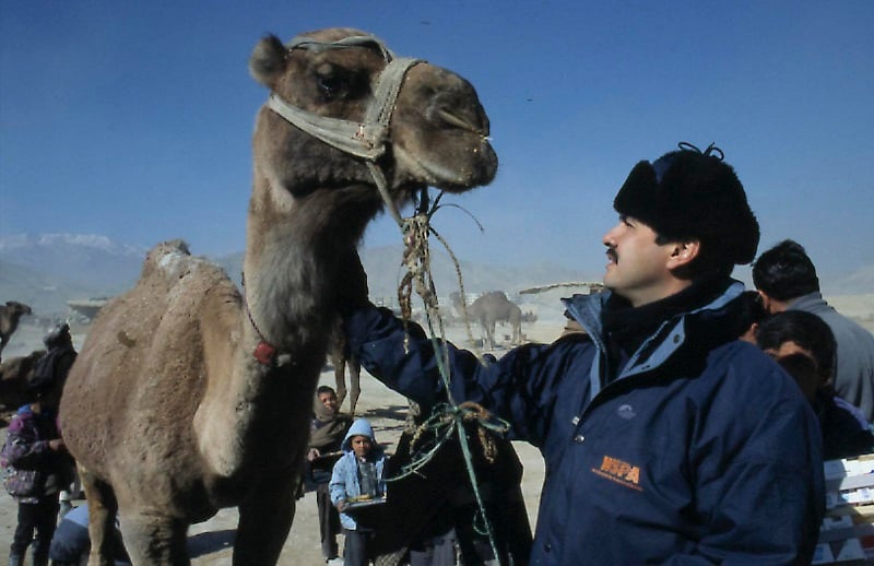 A camel being treated at the clinic in Afghanistan
