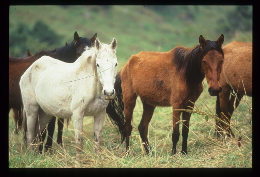 Rescued horses in Colombia