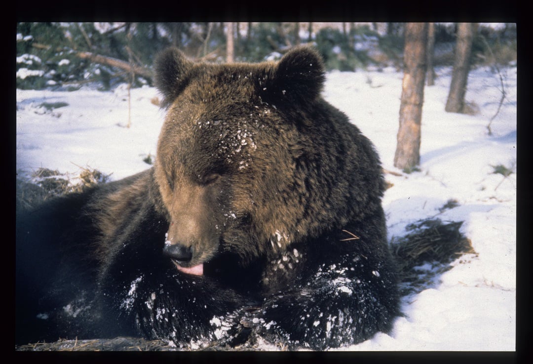 A rescued bear at a sanctuary in Hungary