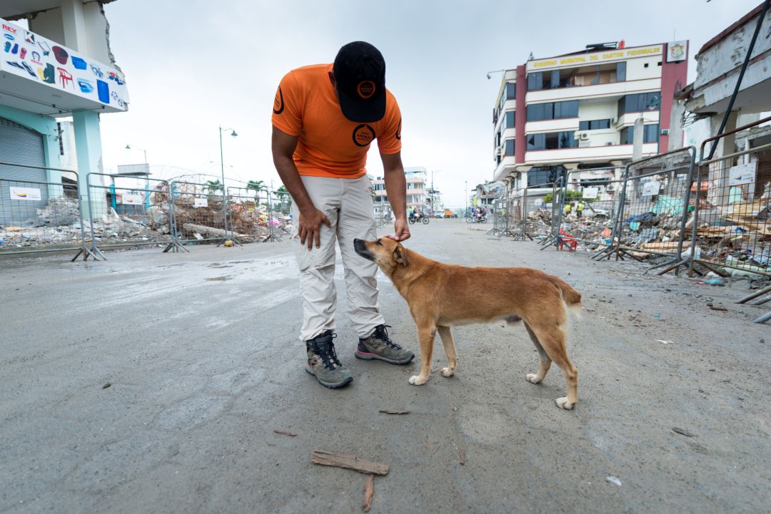 Our 5 favourite rescue stories | World Animal Protection