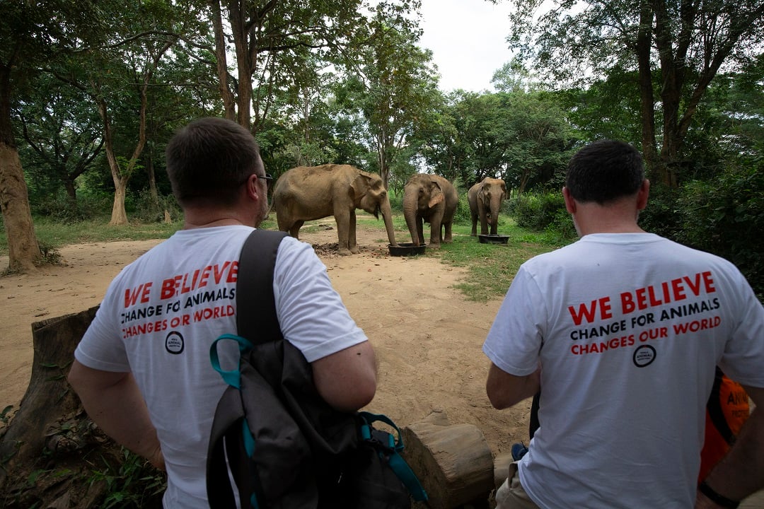 World Animal Protection staff with rescued elephants