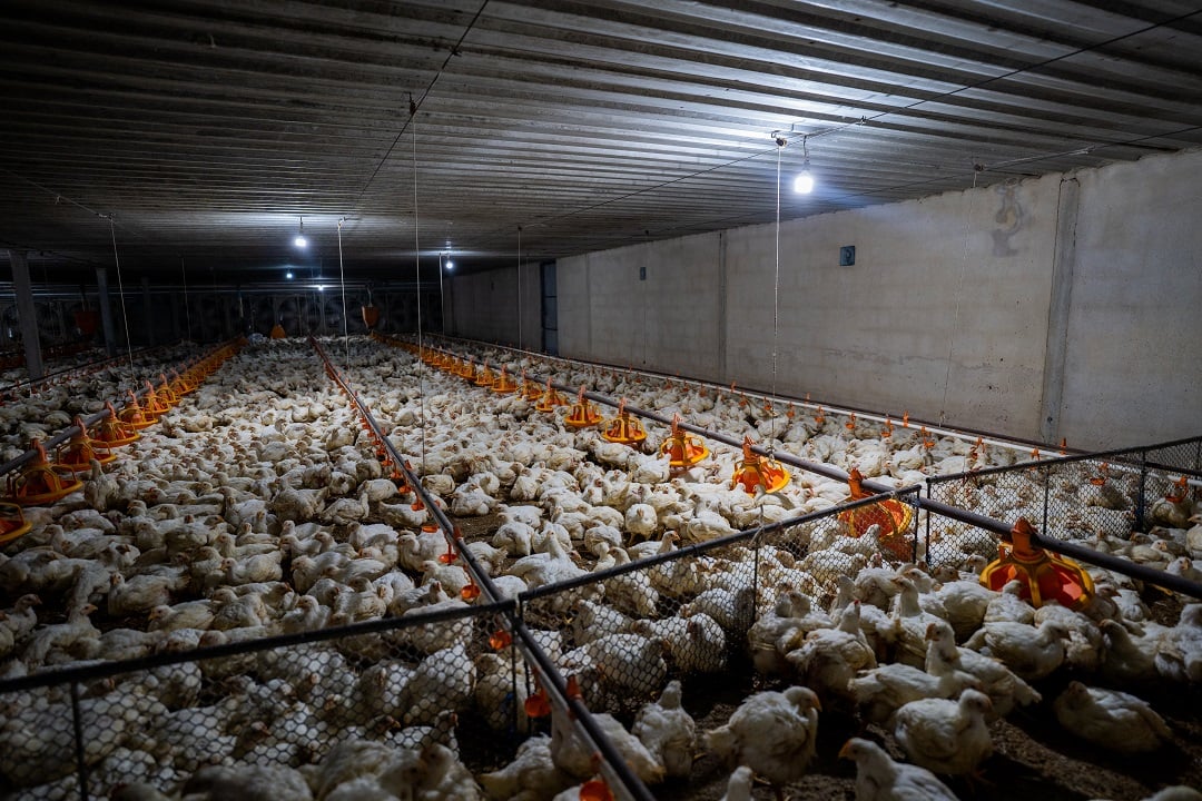 Chickens on a factory farm