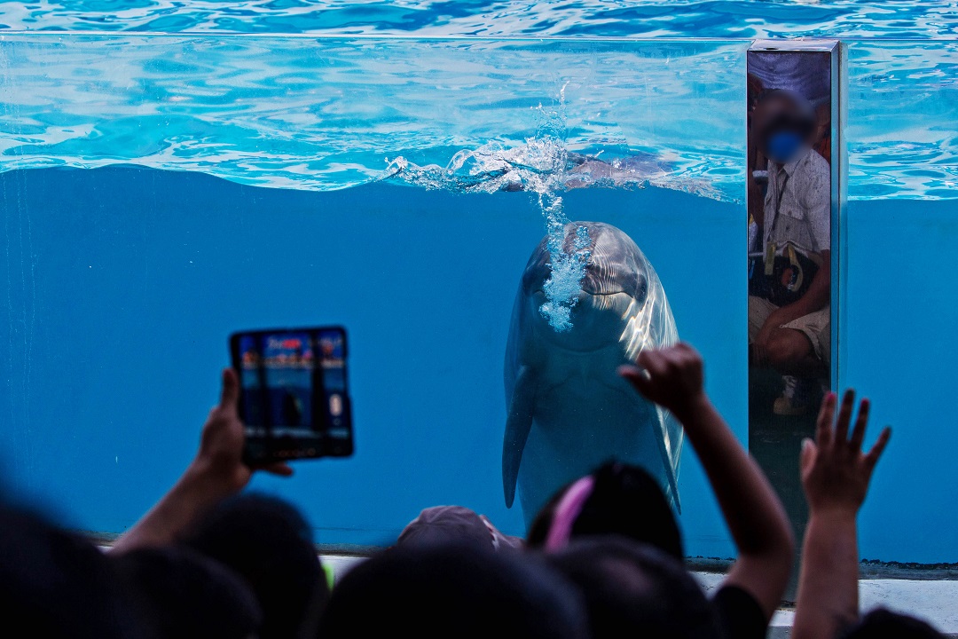 A captive dolphin