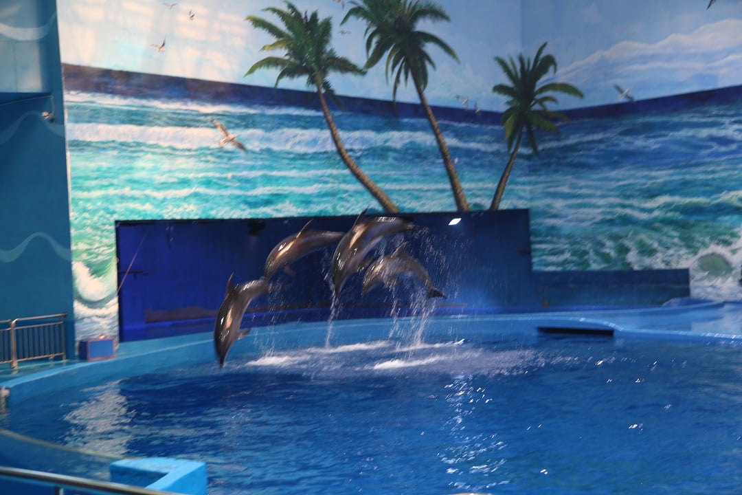 Dolphins performing at a venue with links to purchasing Taiji caught dolphins 