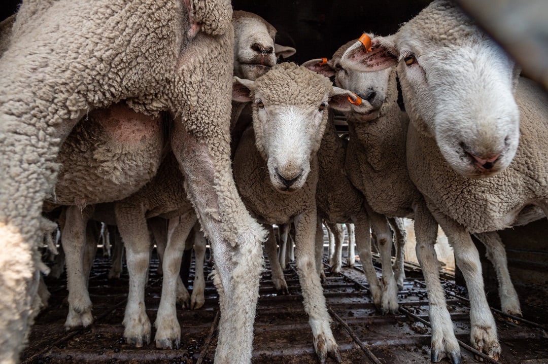 Sheep