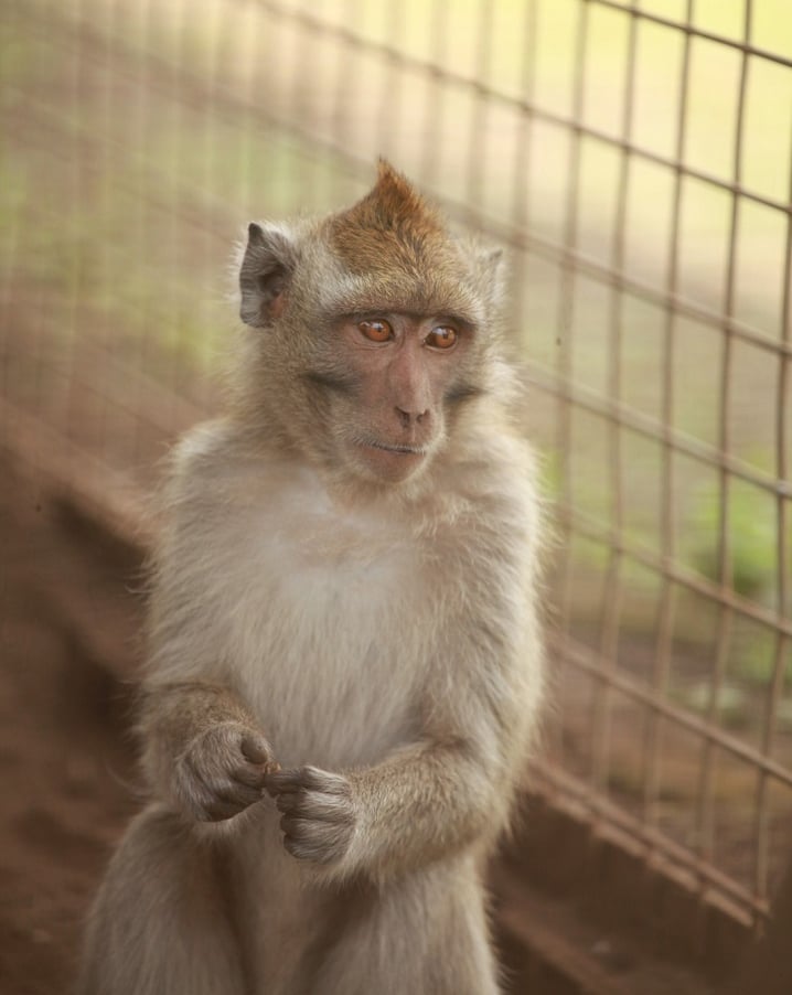 rescued monkey