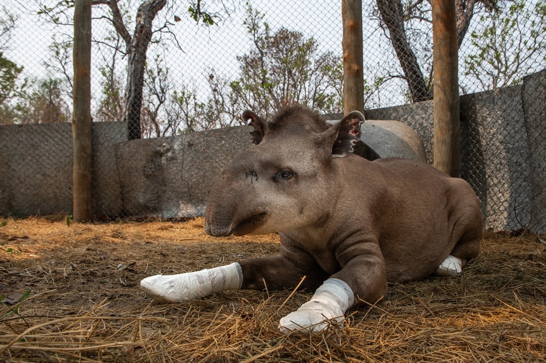 Rescued tapir