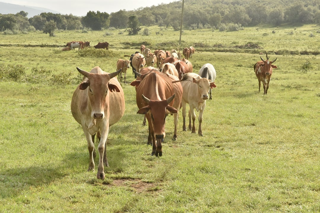 Small-scale farming in Africa
