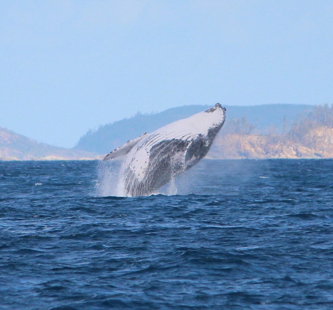 A whale at a Whale Heritage Area