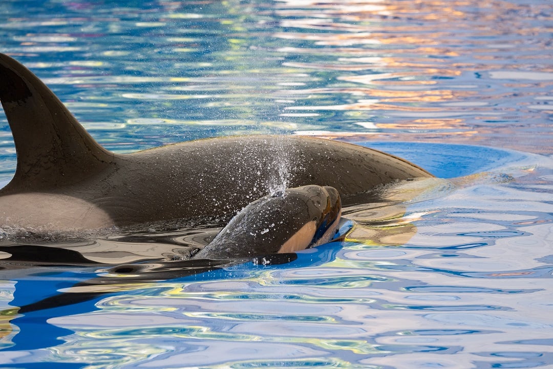 Morgan and her young calf at Loro Parque