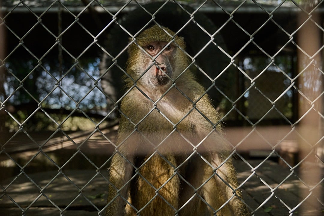 A captive baboon at a roadside zoo