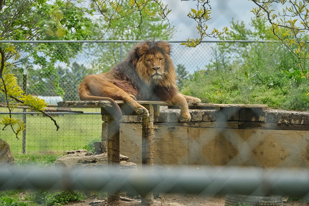 A captive lion at a roadside zoo