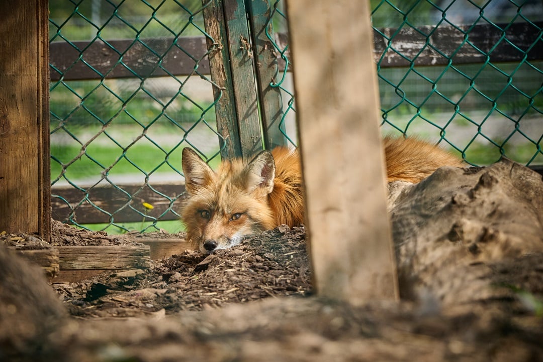 A captive fox at a roadside zoo