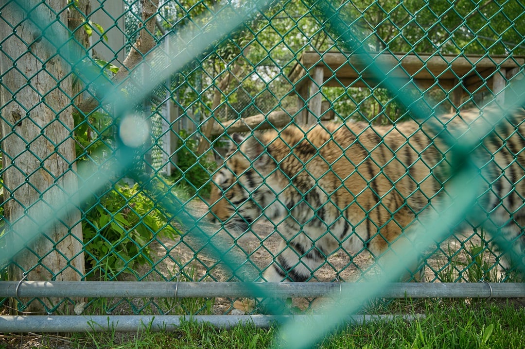 A captive tiger at a roadside zoo