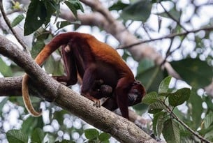 Amazon Uakari Heritage Area