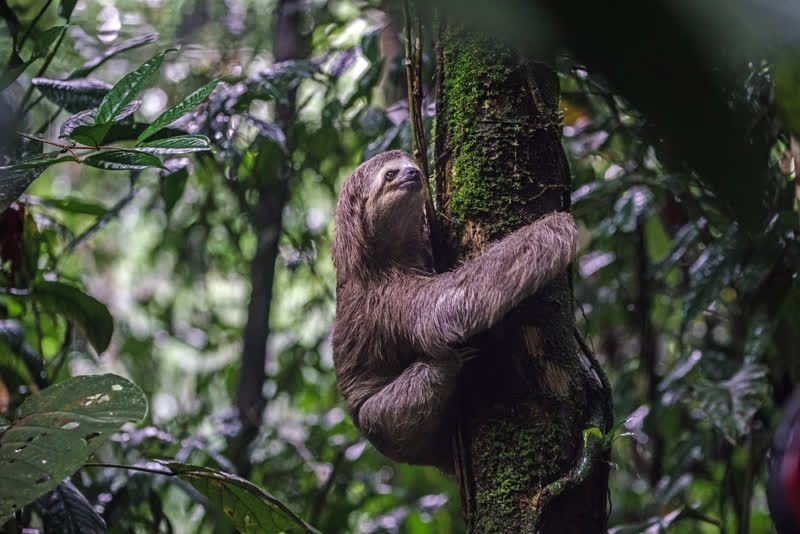 Moving the world to help animals in 2017
