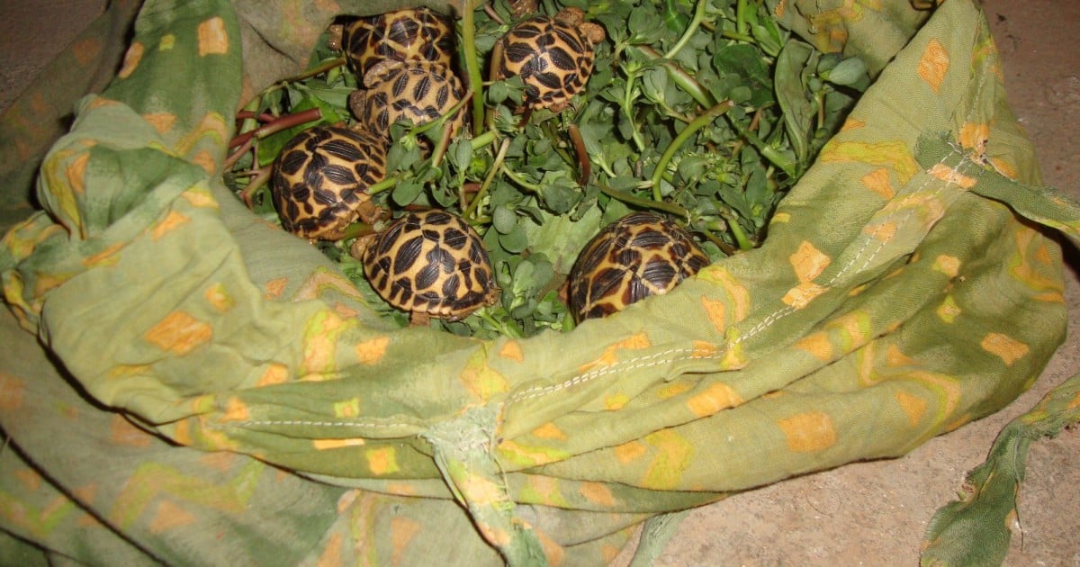 A brief history of the global exotic pet trade