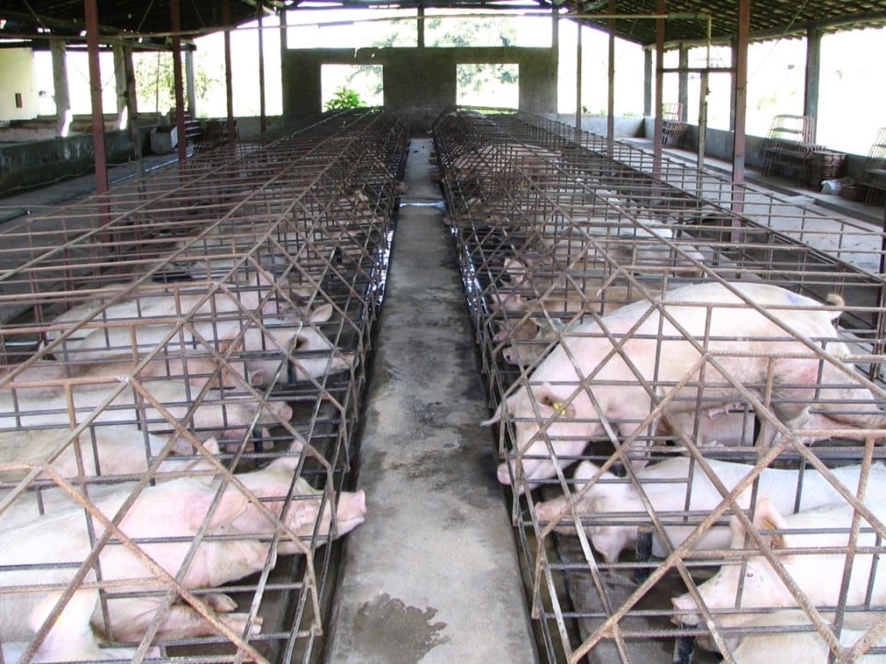 Pigs on a factory farm in gestation crates
