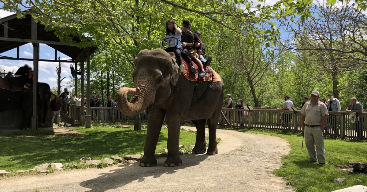 Elephant rides at African Lion Safari