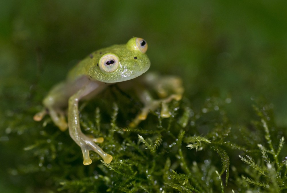 What’s on a frog’s mind?
