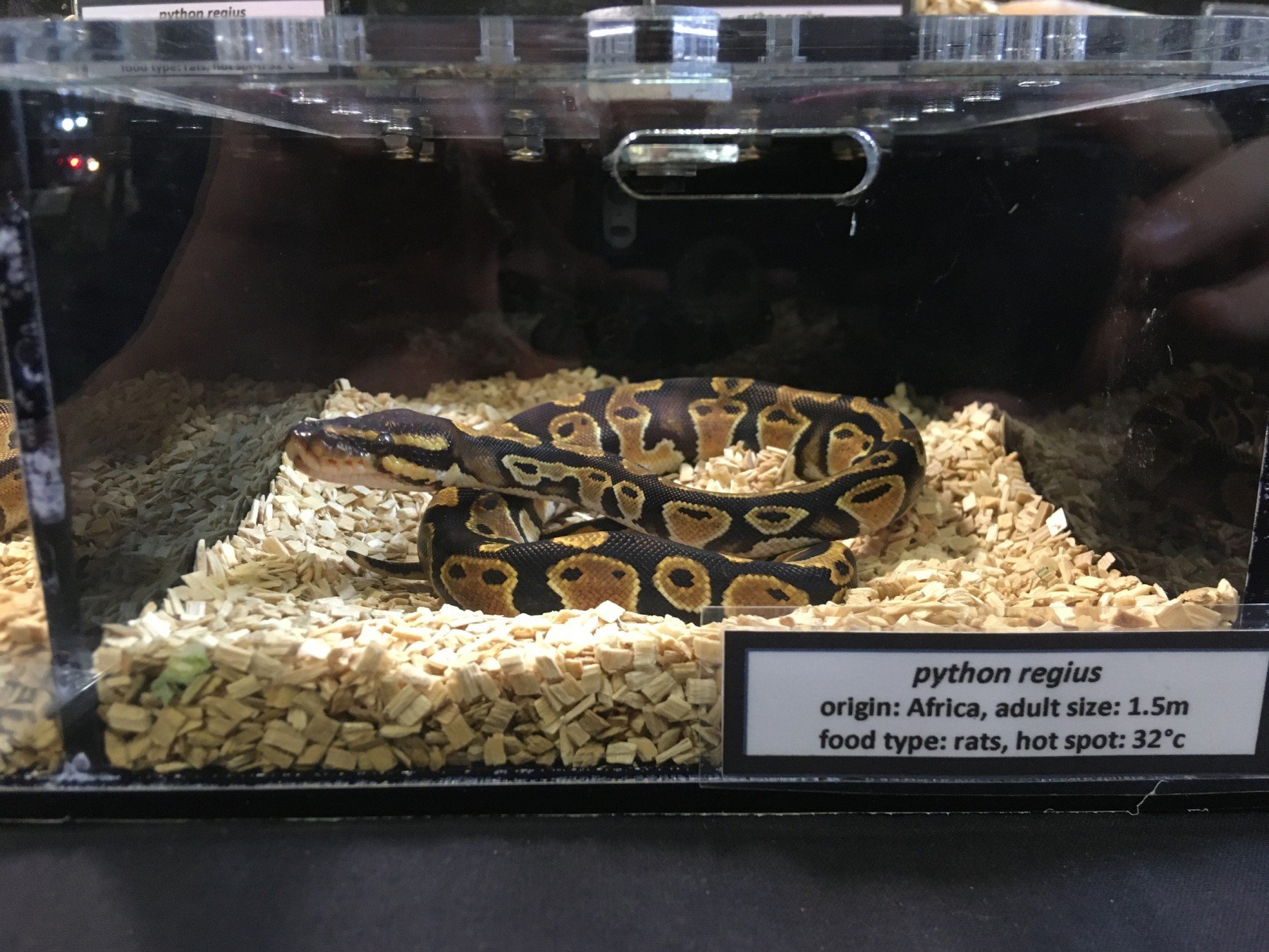 Snakes on the loose: a new trend in the making?