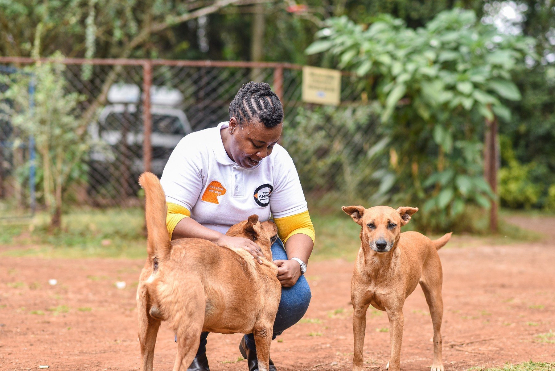 World Animal Protection staff with rescued dogs