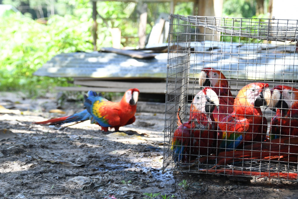 7 reasons not to keep wildlife as exotic pets | World Animal Protection
