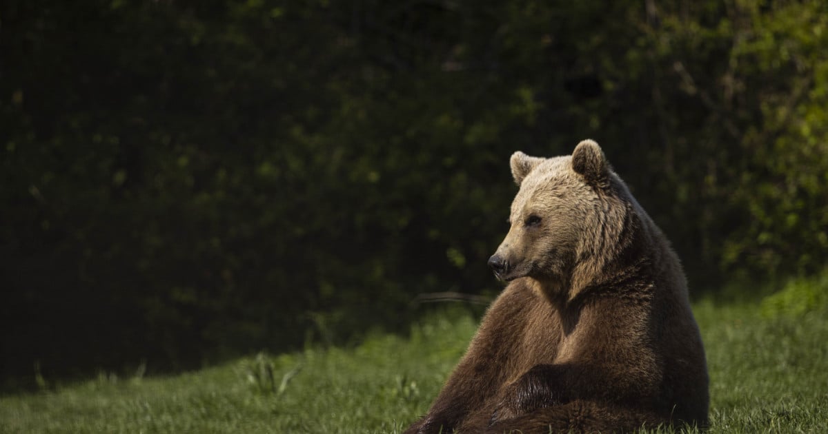 Good news for animal welfare | [site:name]