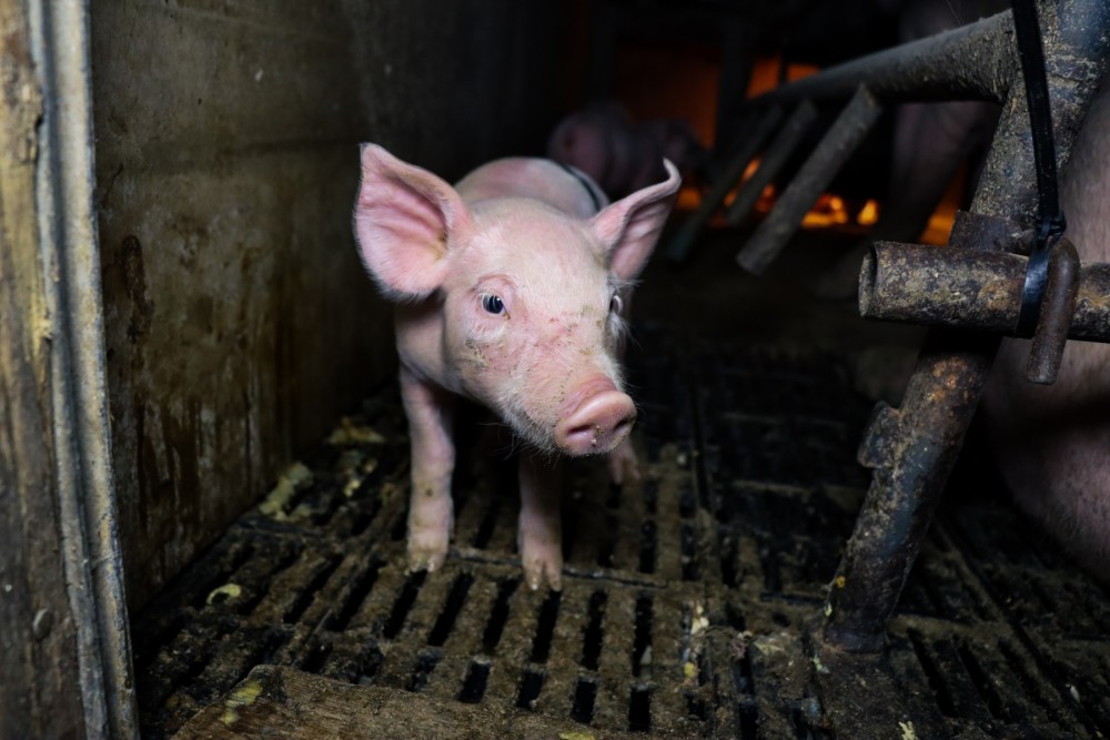 How smart are pigs 