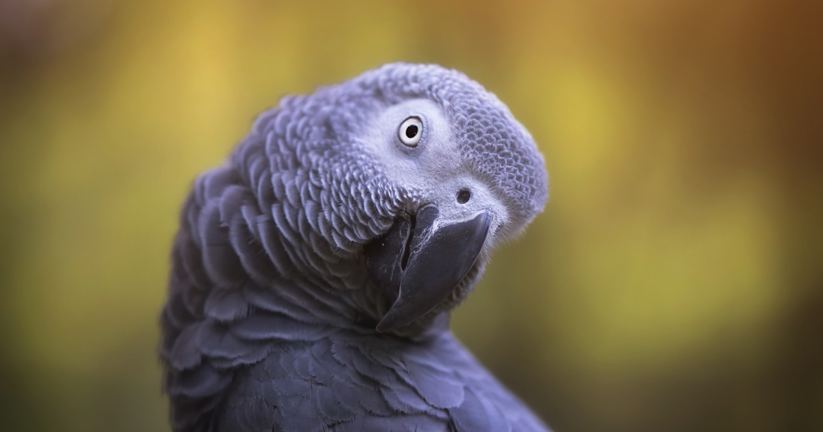 Turkish Airlines protects parrots | [site:name]