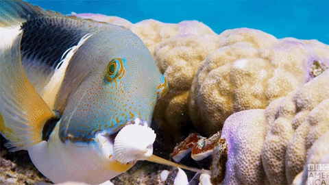 Fish Sentiar Fish sentience | World Animal Protection