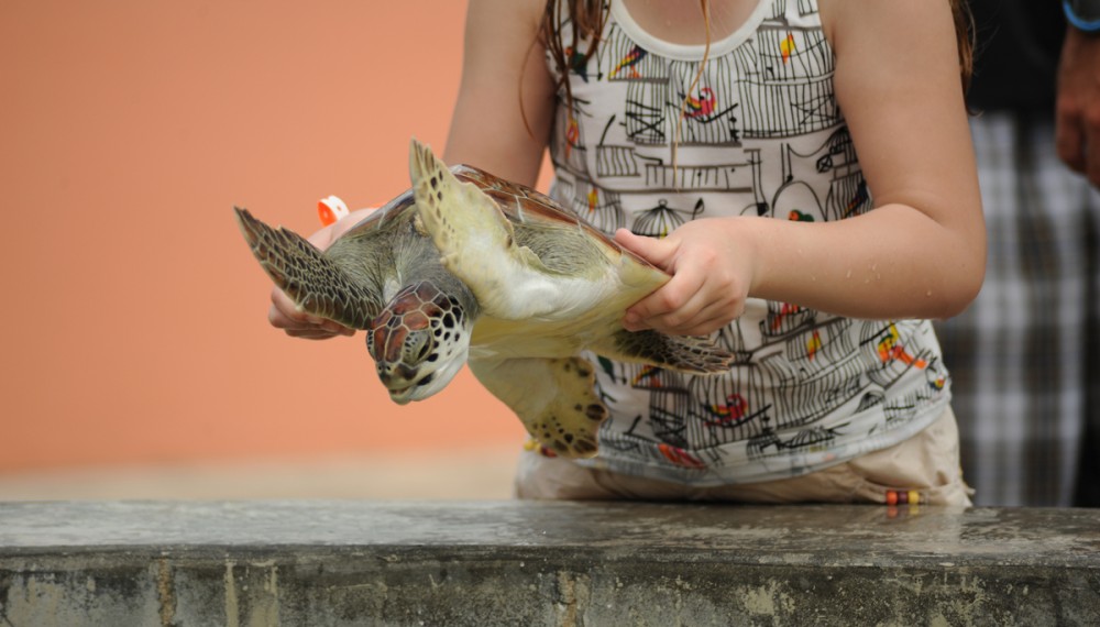 5 facts about turtle cruelty | [site:name]