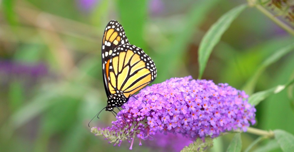 Spring Articles 5 ways to help wildlife in spring | World Animal Protection