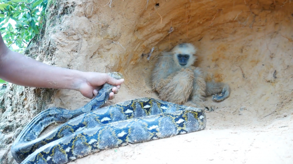 Fake animal rescues on YouTube | World Animal Protection