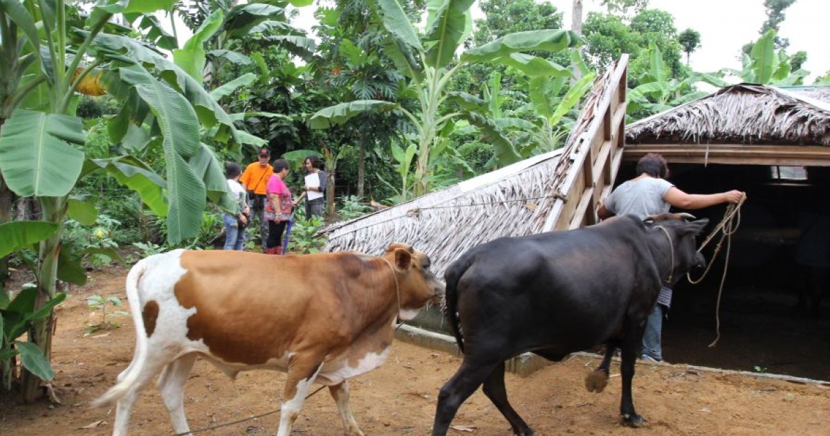 Animals in disasters supported from UN | [site:name]