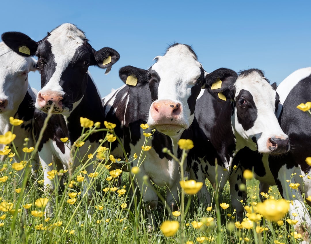 Cows in a field of flowers