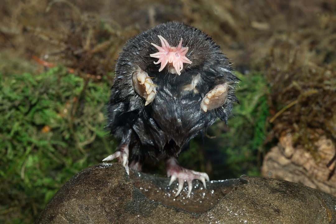 Star-nosed mole 