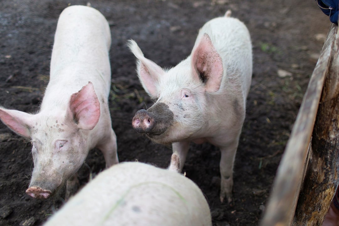 Pigs in the mud on a sanctuary