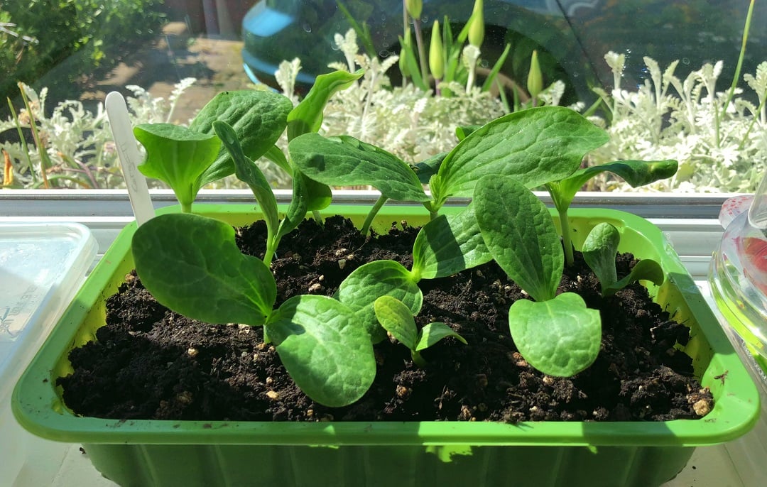 A seedling getting started indoors
