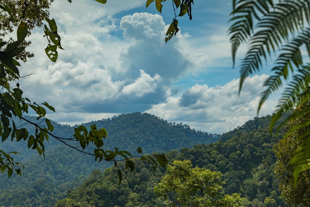 Gunung Leuser Orangutan Heritage Area