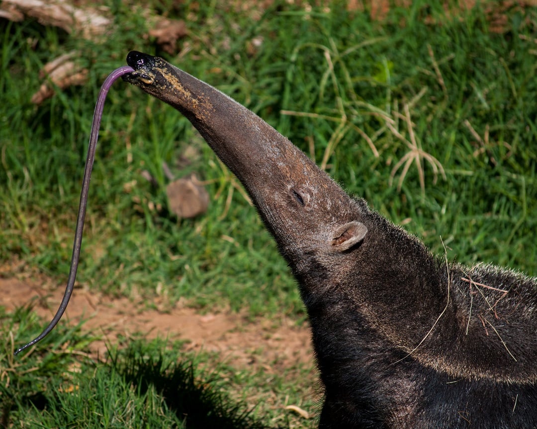 Anteater